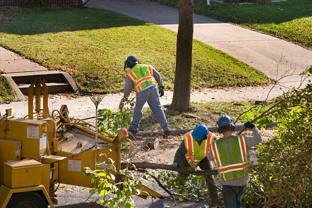 Tree and Shrub Care